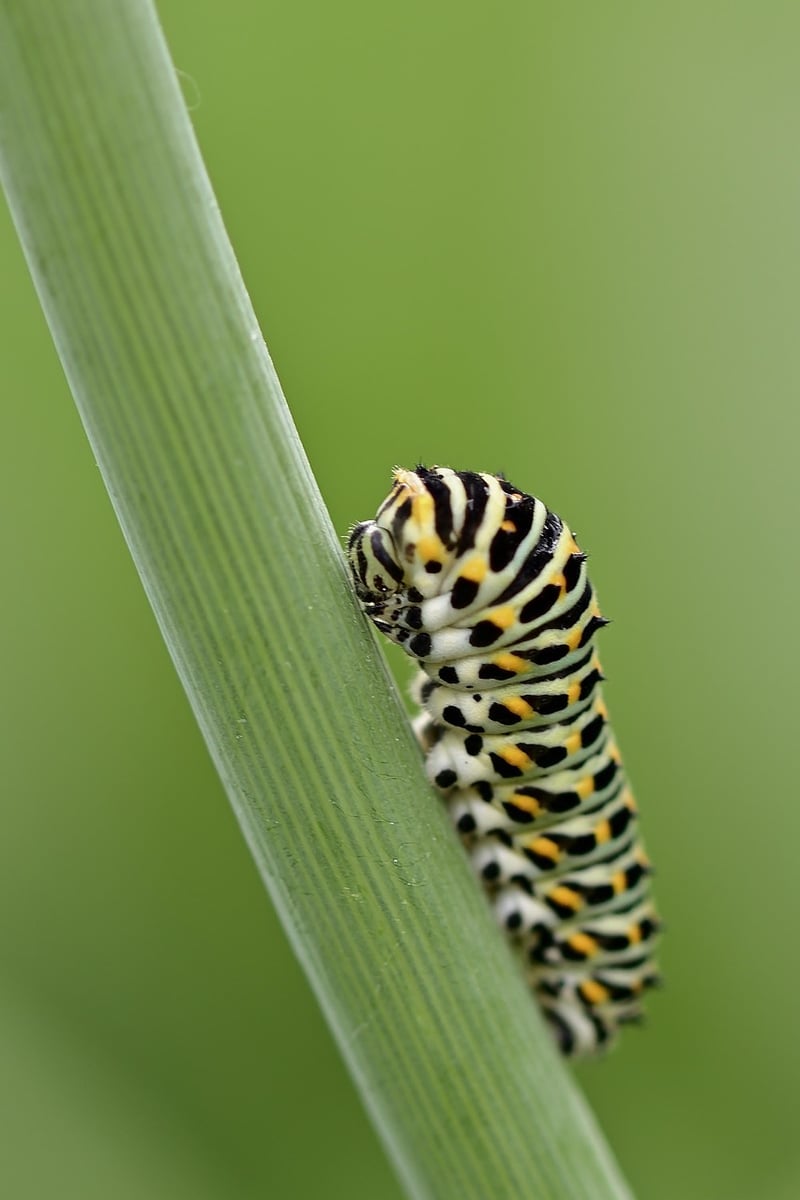 Egg Carton Caterpillars